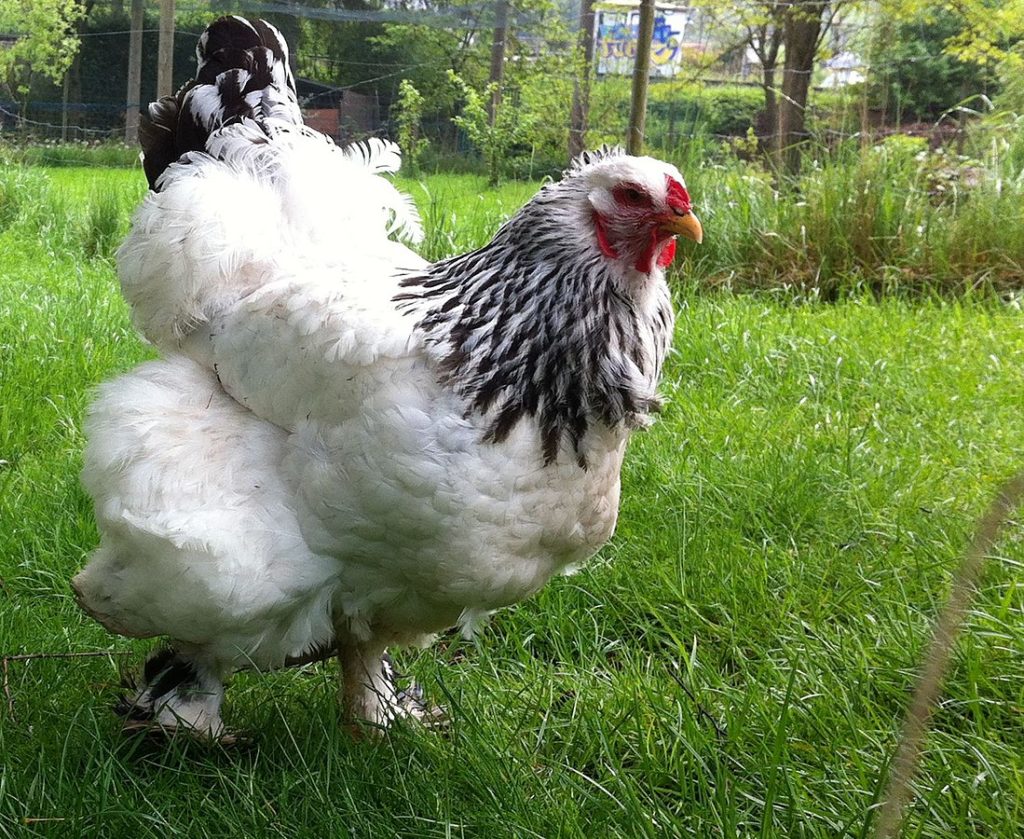 brahma chicken
