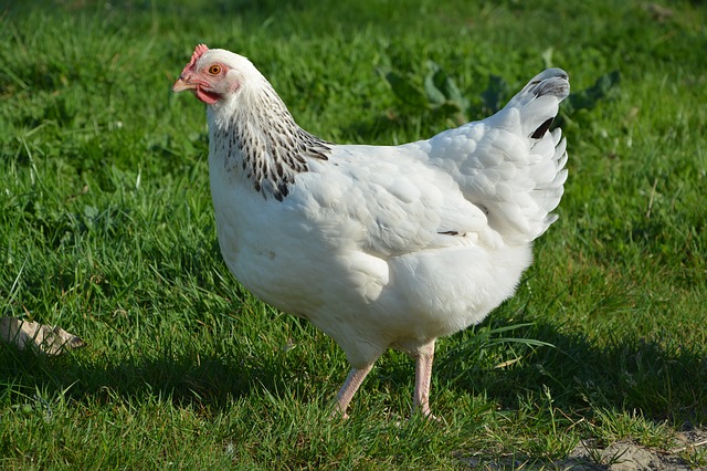 15 Best Meat Chickens (Breed List with Pictures) | Know Your Chickens