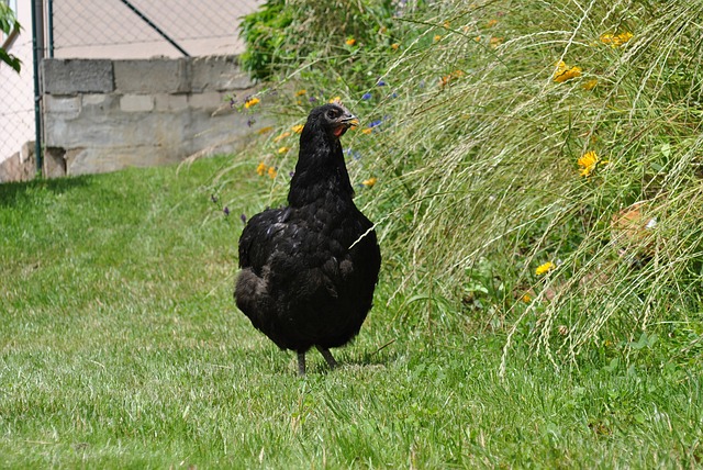 black giant chicken eggs