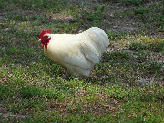 poulet leghorn