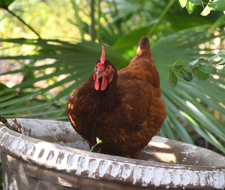 15 Cold Hardy Chickens (Breed Guide) Know Your Chickens
