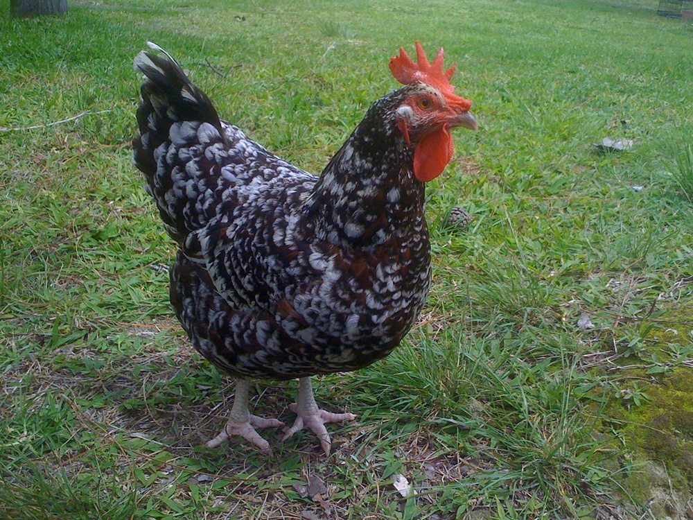 Speckled Sussex