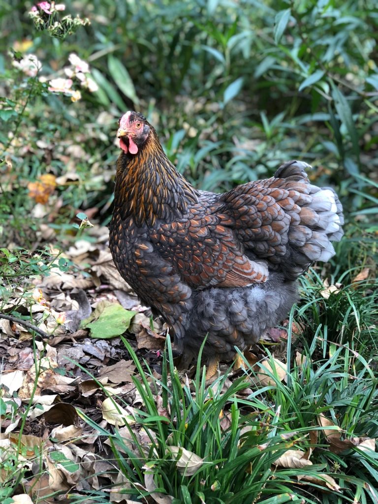 15 Quietest Chicken Breeds Species Guide Know Your Chickens