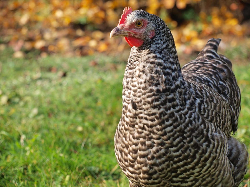 plymouth rock chicken