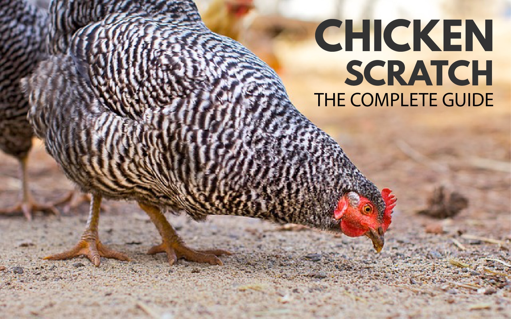 Feeding Chicken Scratch To Your Backyard Chickens How To Guide