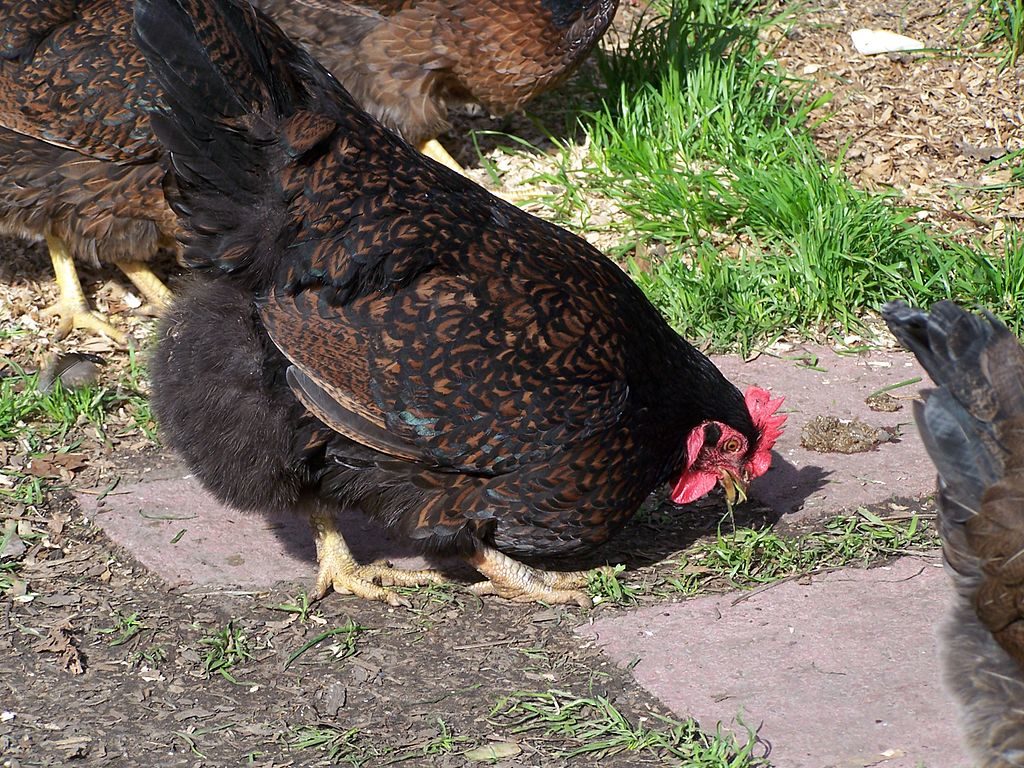 Barnevelder chicken