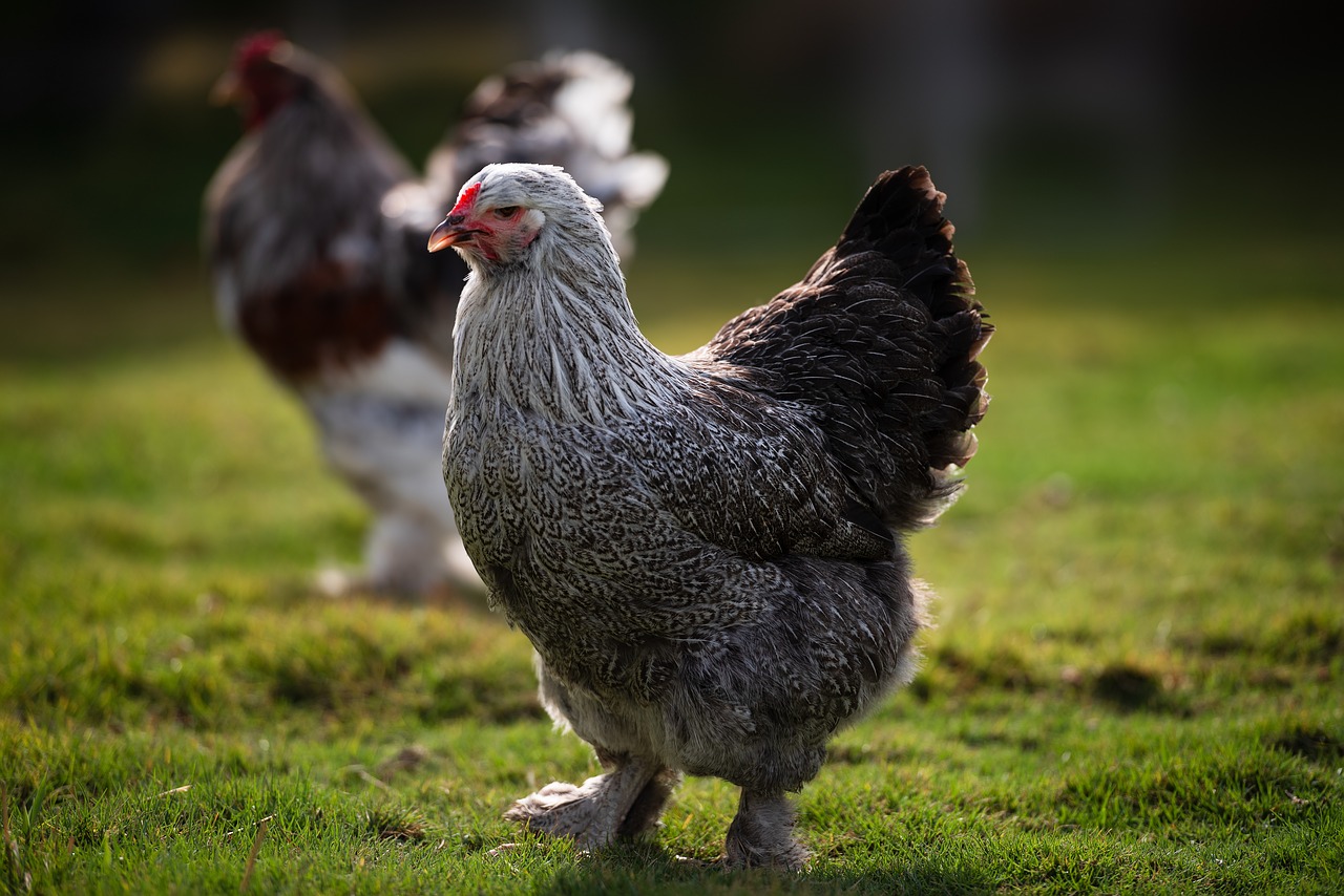 Brahma Chicken: The Definitive Breed Guide | Know Your ...