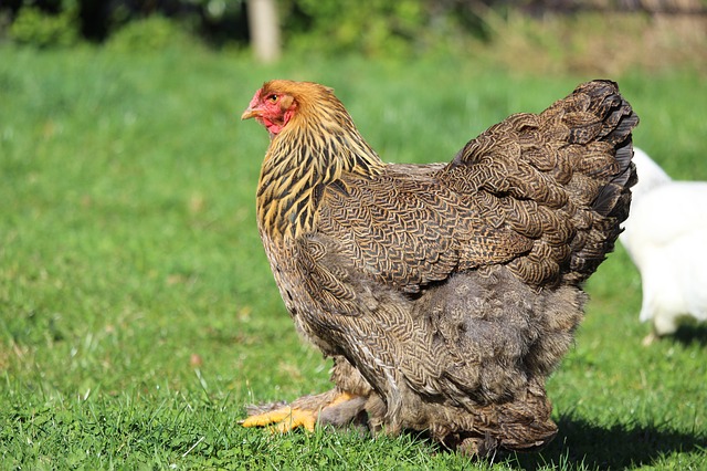 Poulet Brahma