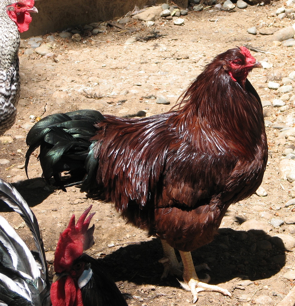 15 Meilleurs Poulets à Viande (Liste des races avec Photos — free download