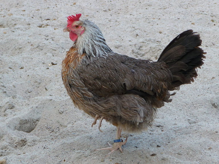 15 Best Meat Chickens (Breed List with Pictures) Know Your Chickens