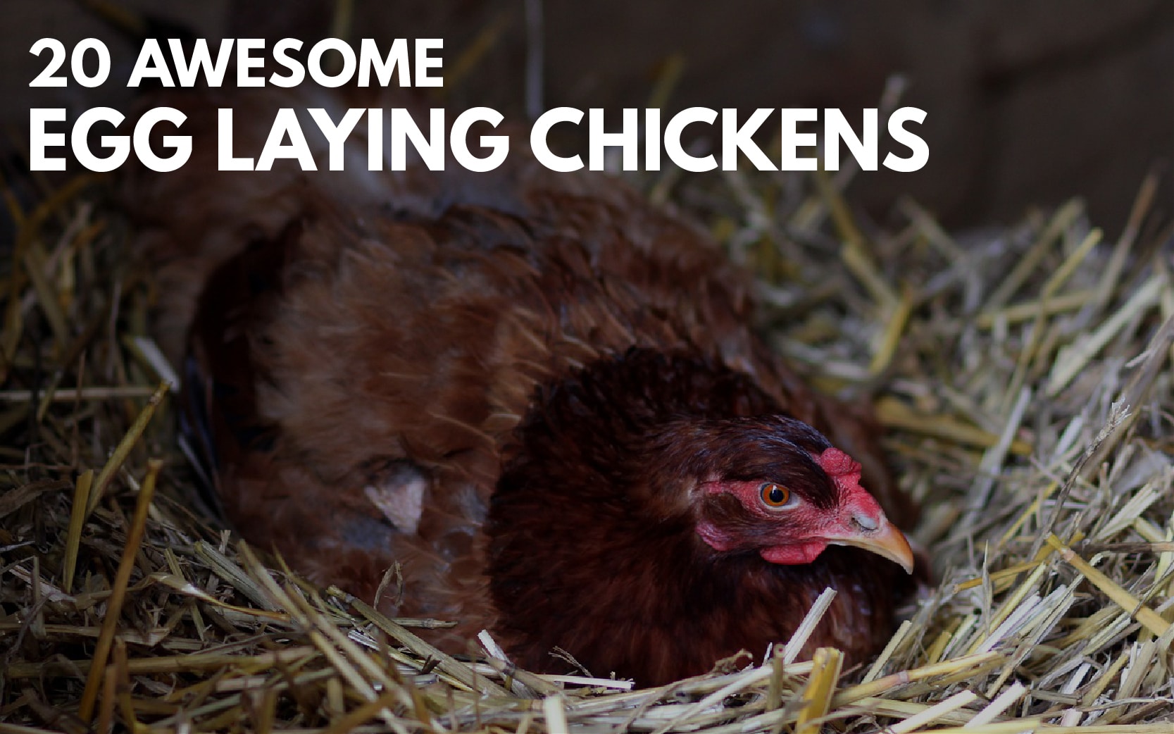 Best Egg Laying Chickens Illustrated Guide Know Your Chickens
