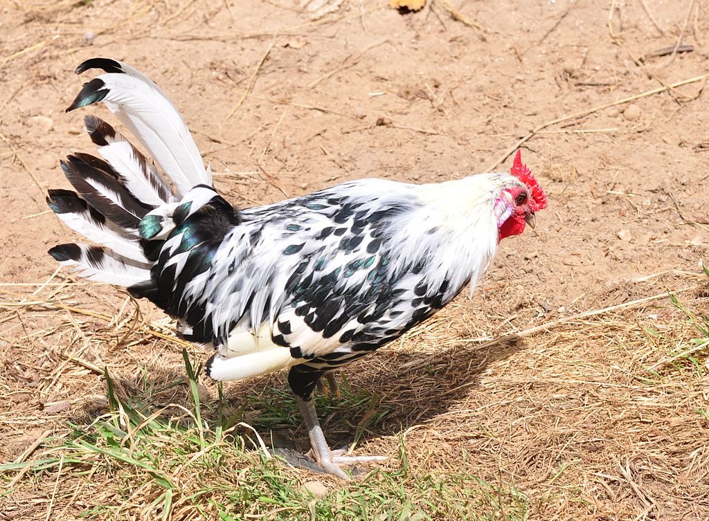 Hamburg chicken