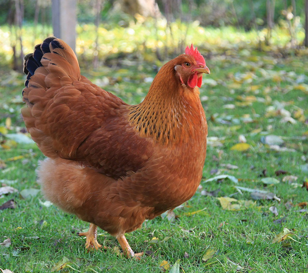 new jersey red chickens