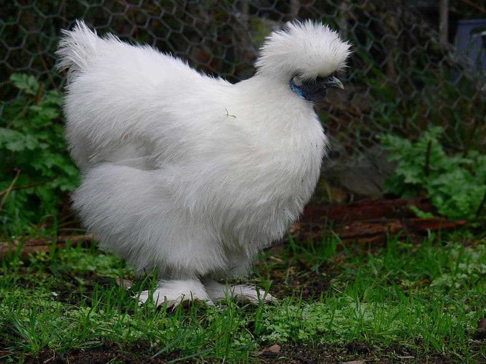 poulet Silkie