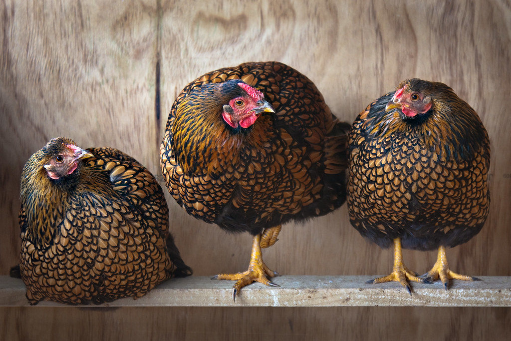 Wyandotte chicken