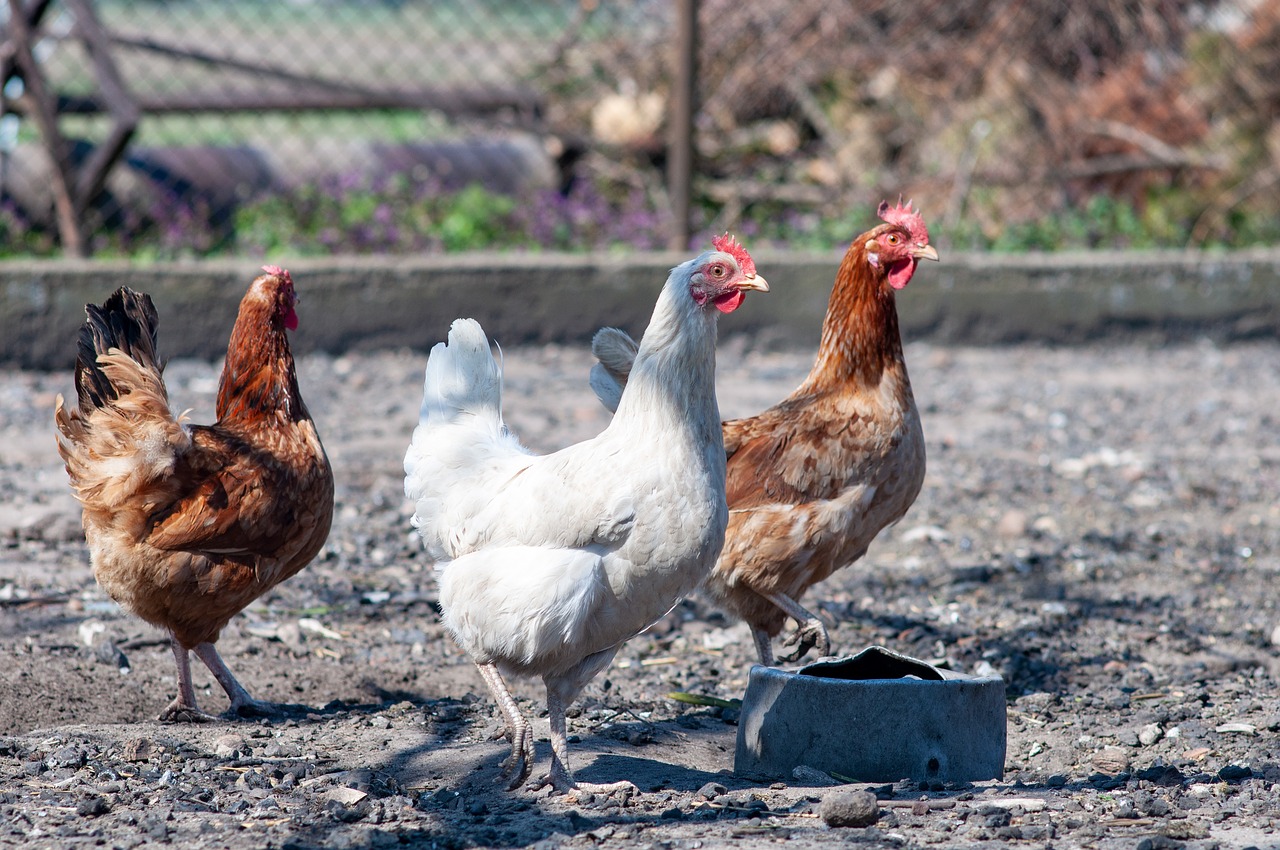 How Much Space Do Chickens Need Guide Know Your Chickens