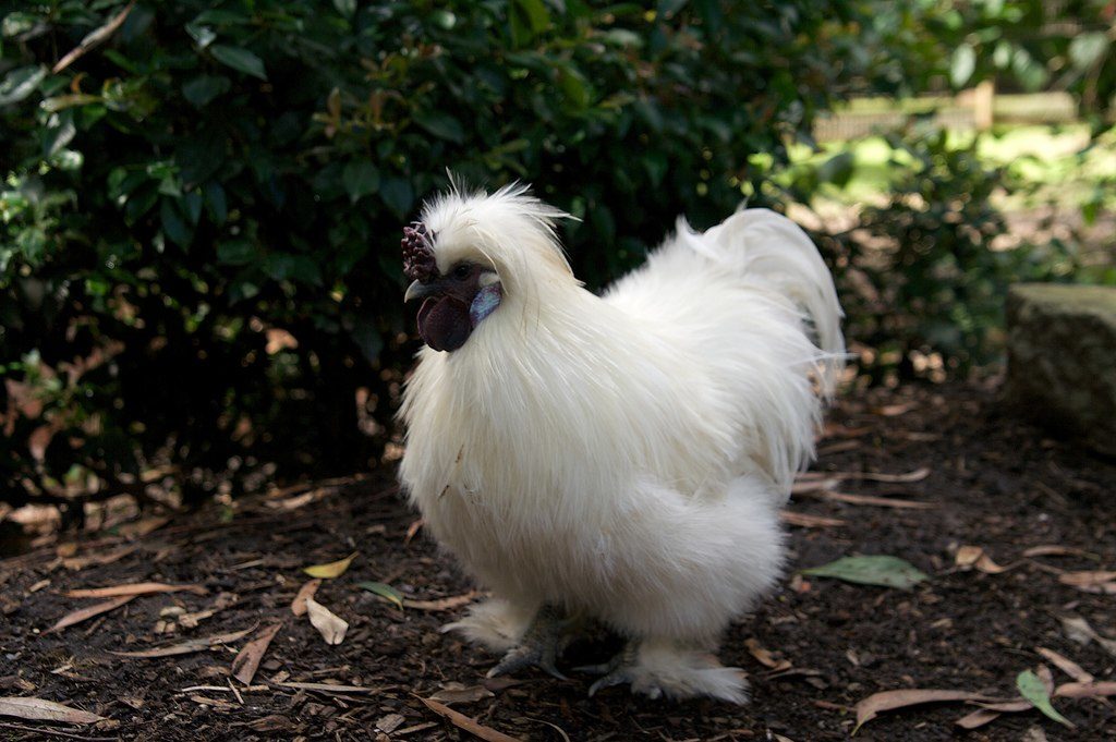 Silkie Chicken Colors Chart