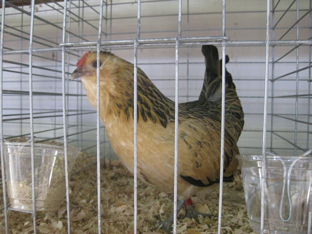 Belgian d’Anvers chicken