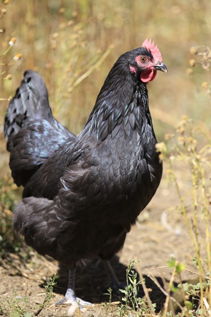 10 Types Of Black Chickens Breed Guide Know Your Chickens 10 Types Of Black Chickens Breed Guide Know Your Chickens