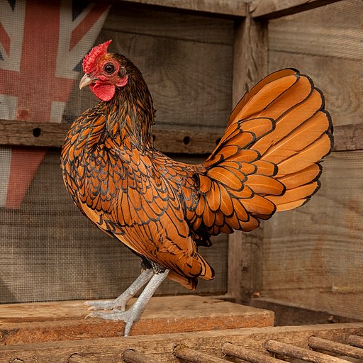 12 Small Chicken Breeds (Breed Guide + Pictures) | Know Your Chickens