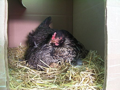 broody chicken