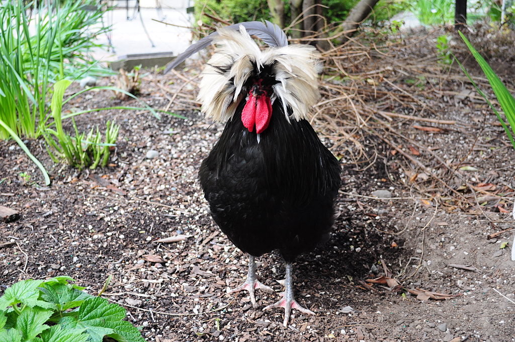polish chicken