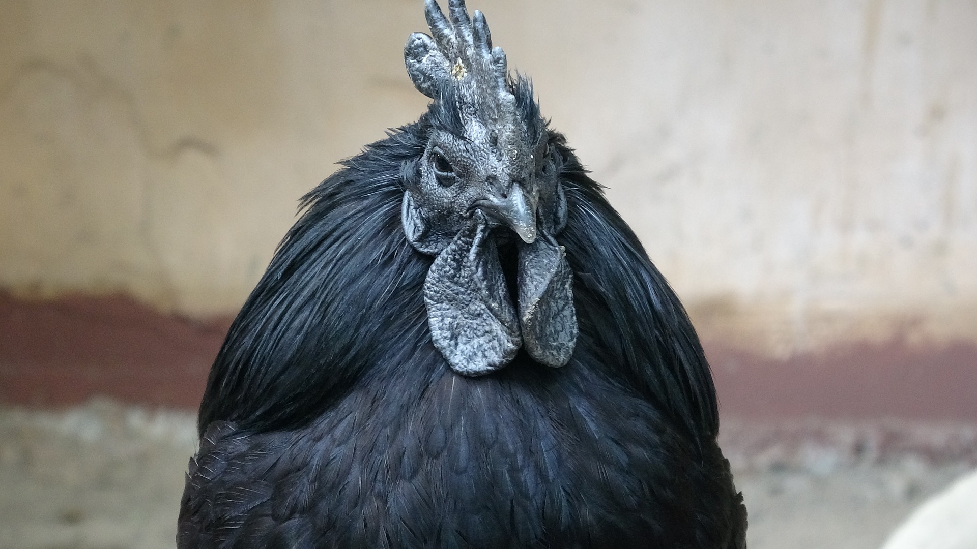 Ayam Cemani Chickens The Ultimate Breed Guide Know Your Ayam Cemani Chickens The Ultimate Breed Guide Know Your