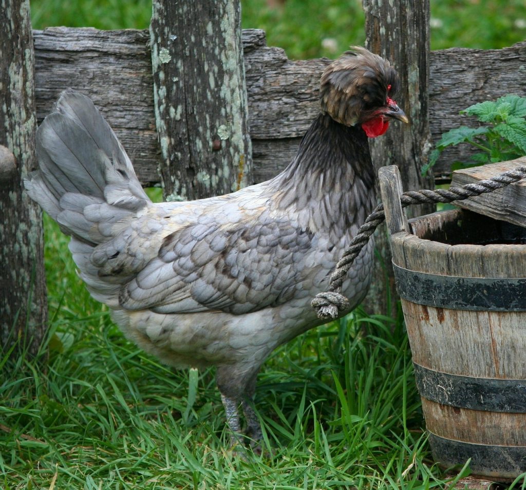 poulets polonais