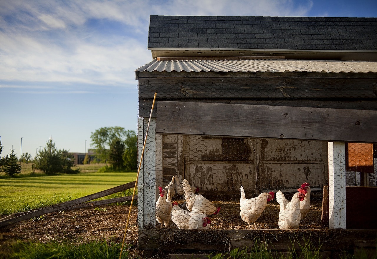 How long do chickens live average chicken lifespan by breed