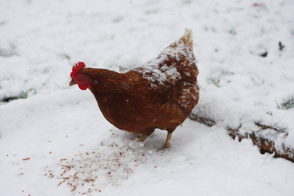 15 Cold Hardy Chickens (Breed Guide) Know Your Chickens
