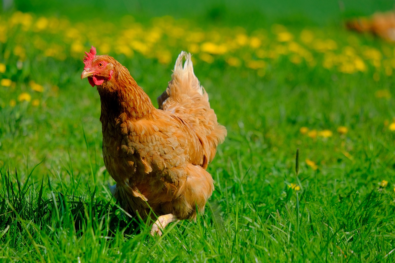 How Long Do Chickens Live? Average Chicken Lifespan by Breed