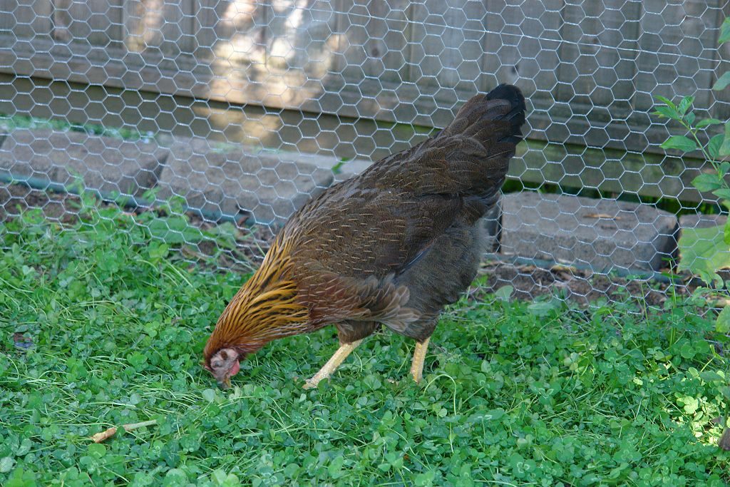welsummer chicken
