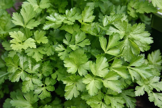 parsley plant