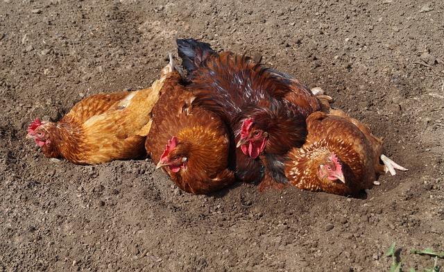 chicken mites causing chickens to take a dust bath