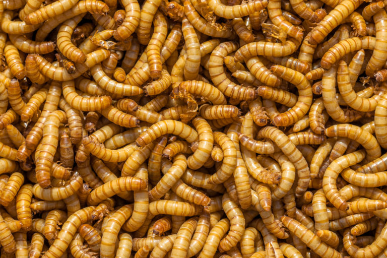 download raising mealworms download raising mealworms