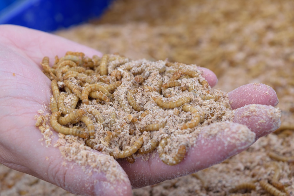 How to Raise Mealworms for Chickens (StepbyStep)