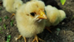 baby chicken