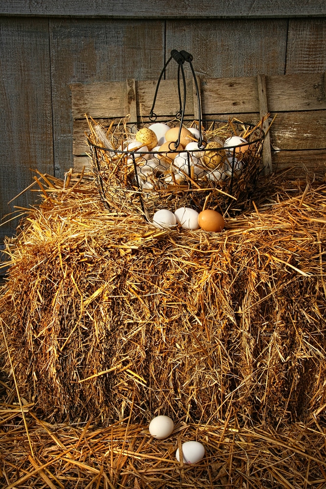 Basket of freshly laid eggs lying on straw in the barn