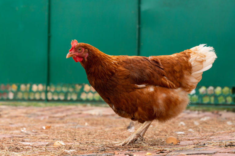 Rhode Island Red Chicken (Breed Guide) Know Your Chickens