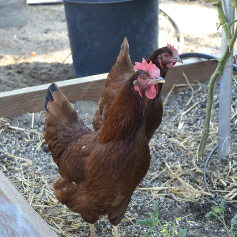Rhode Island Red Chicken (Breed Guide) Know Your Chickens