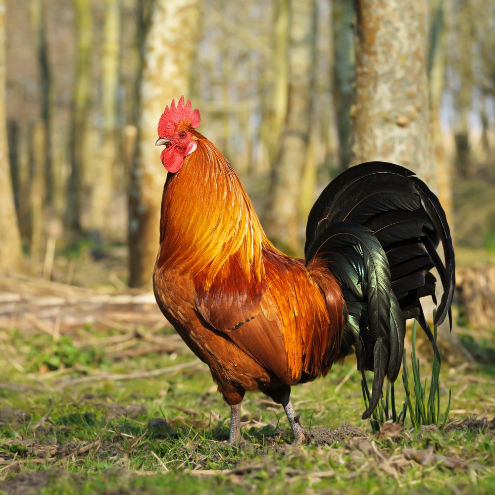 Rhode Island Chicken Characteristics : Hoover S Hatchery Rhode Island Red Chickens 10 Count Baby Chicks Ri At Tractor Supply Co - A quick overview of the rhode island red chicken!
