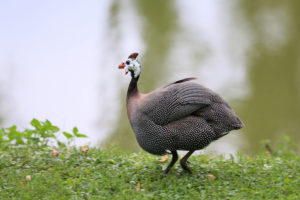 guinea fowl