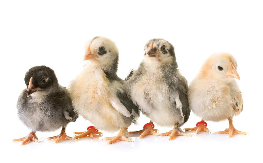 chick development