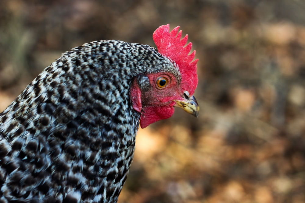 Plymouth Rock Chicken