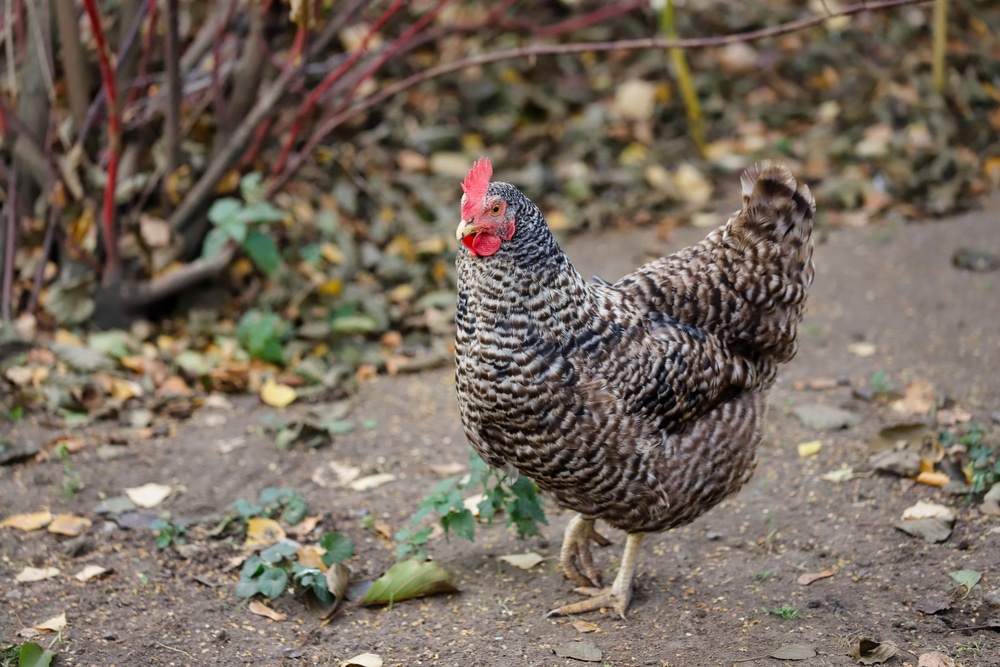 Plymouth Rock Chicken