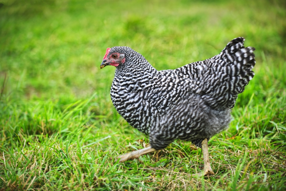 Plymouth Rock Chicken Recognized Variety Blue, Pam S Backyard Chickens Chicken Breeds Made In America - Black frizzle, blue, partridge, barred, buff, columbian, silver penciled, black, white.