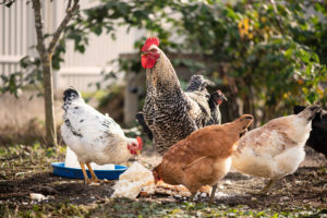rooster and hens