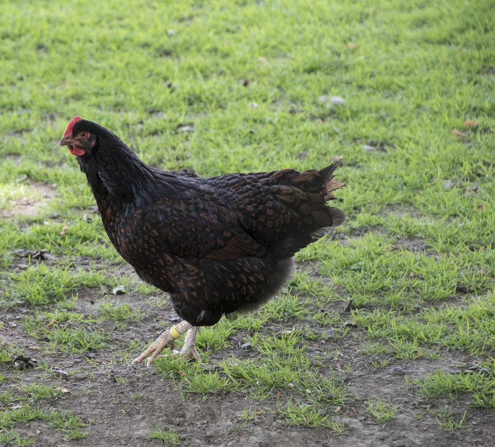 Black Australorp hen