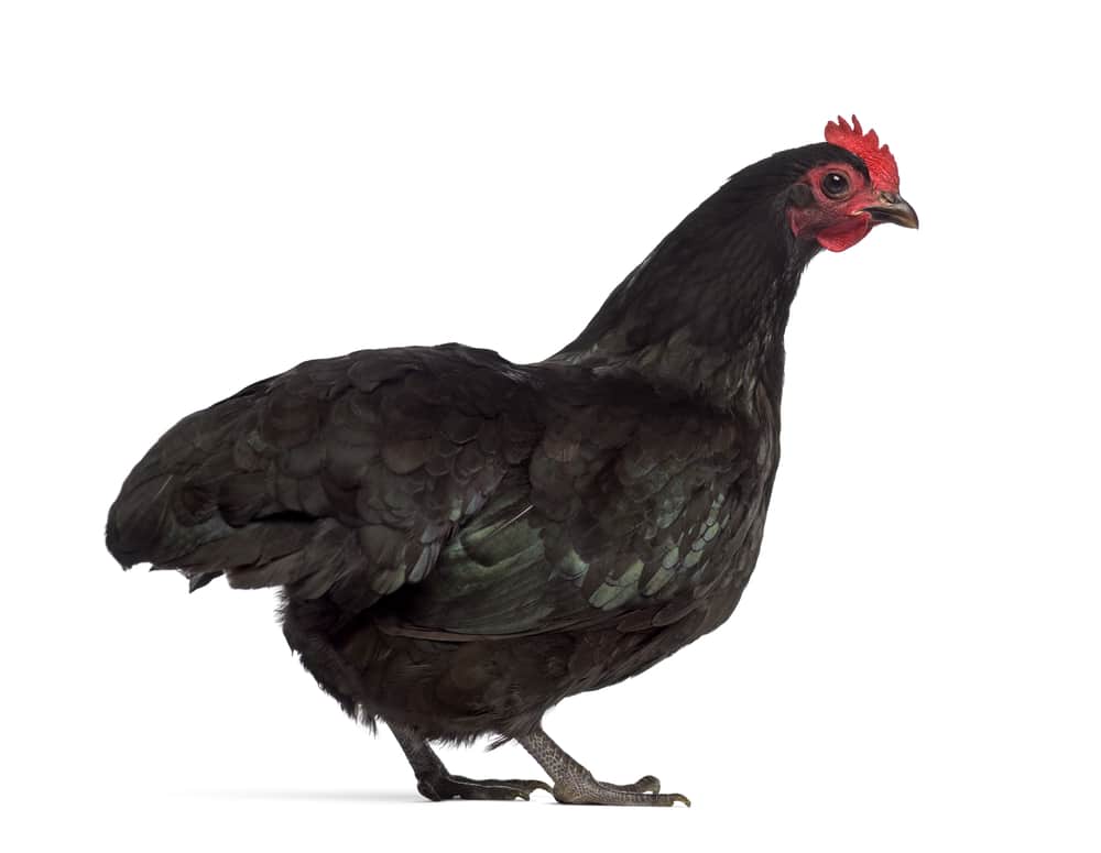 Australorp chicken