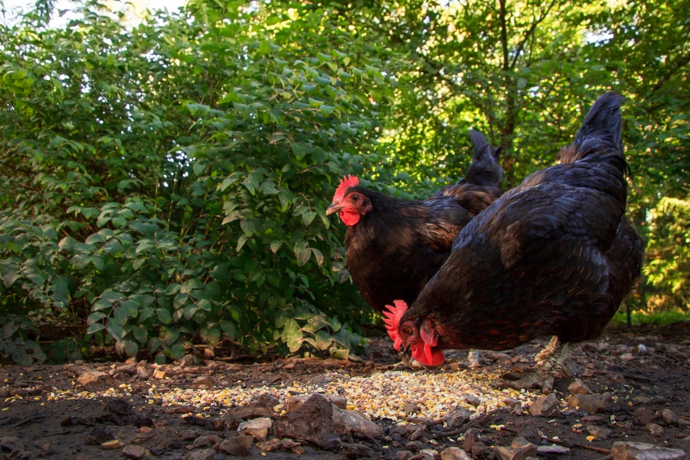 australorp hens